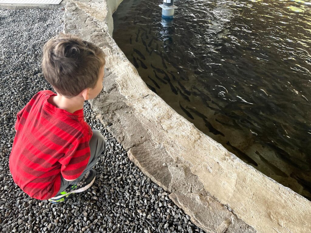 A young boy in a red striped shirt looks into the fish swimming in the hatchery.