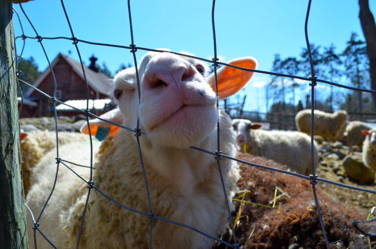 Sheep face with farm in background