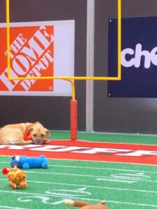 puppy laying down on a mini football field next to a small field goal post