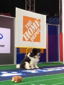 Fluffy black and white dog sitting under a Home Depot Sign
