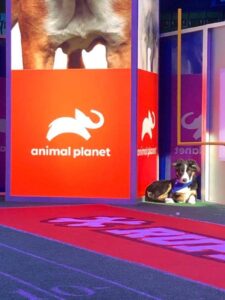 Dog sitting next to animal planet logo