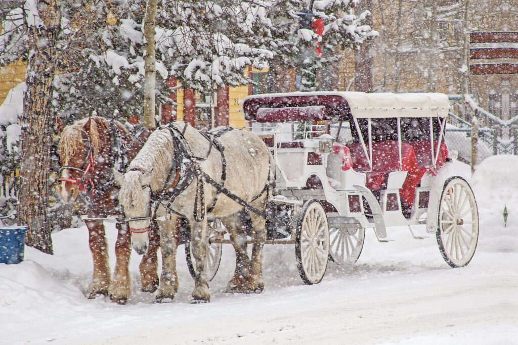 Horse drawn carriage in the snow